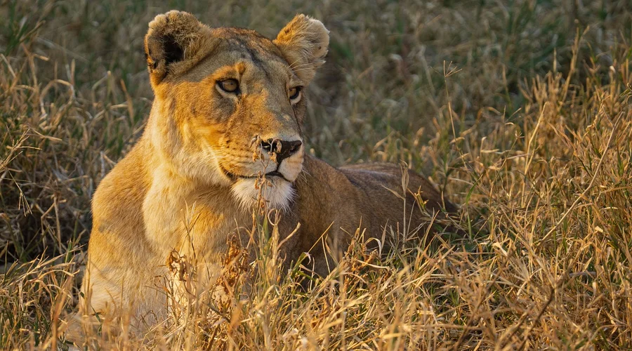 are safaris in tanzania safe